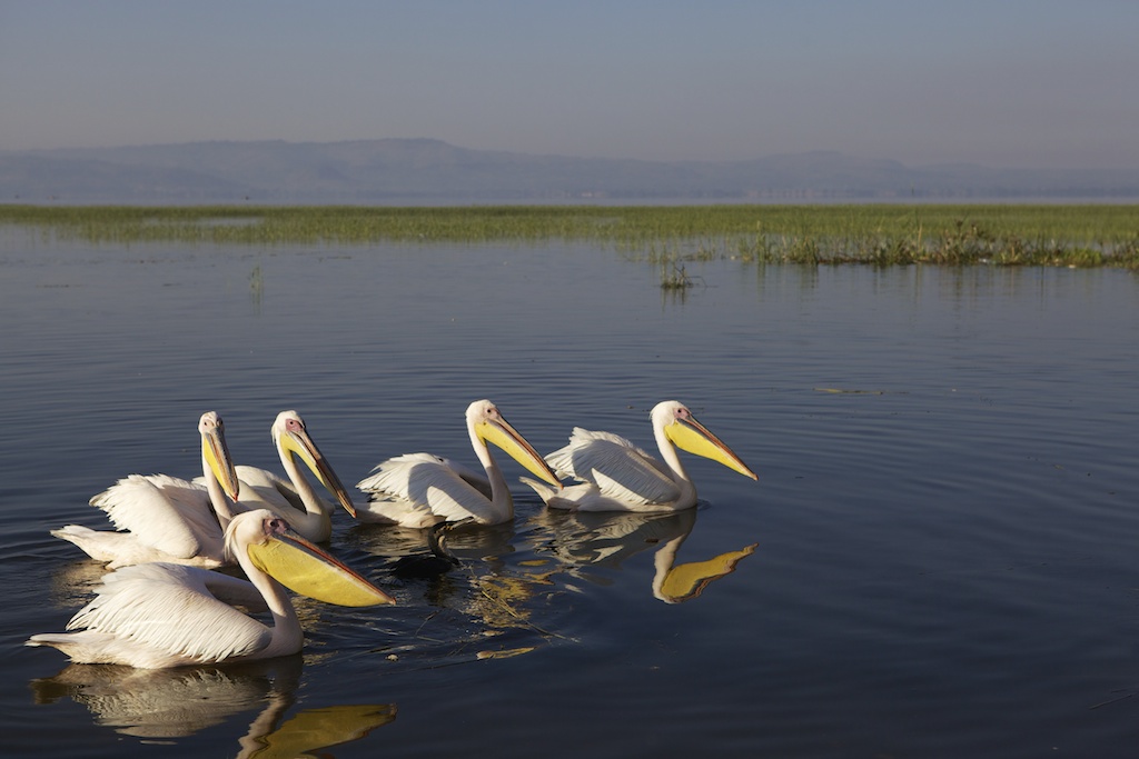 Hawassa lake